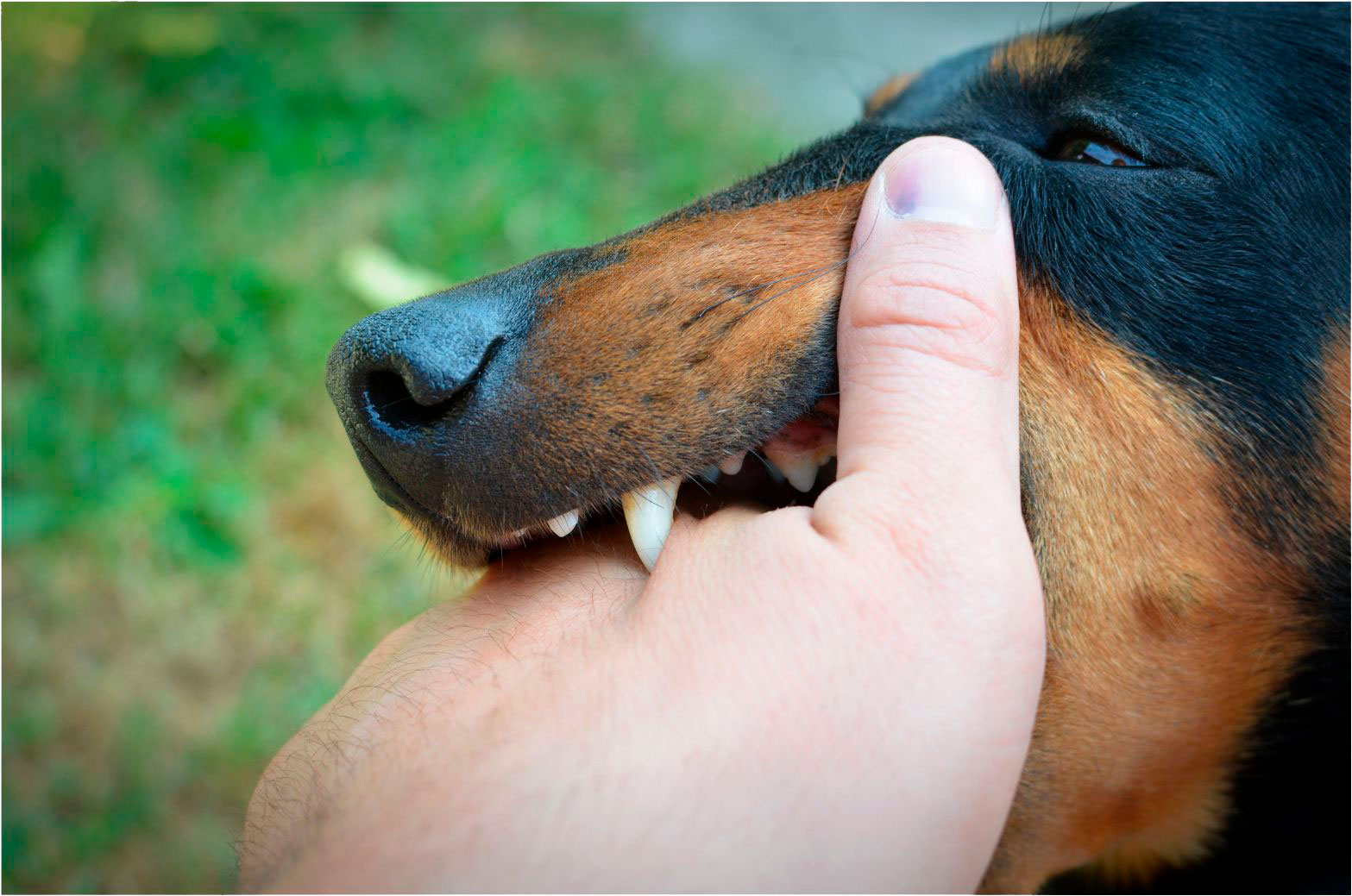 dog biting banner